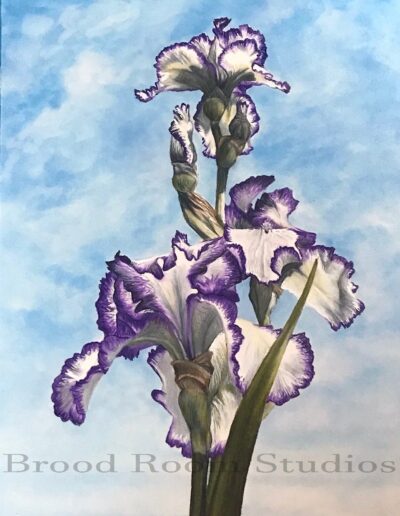 Iris Rare Quality