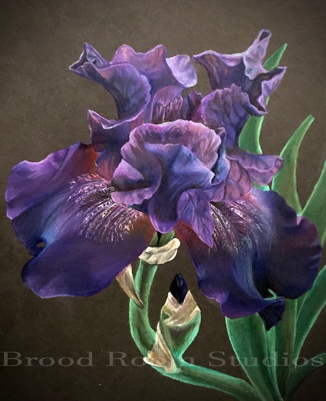 Iris-Superstition-202101